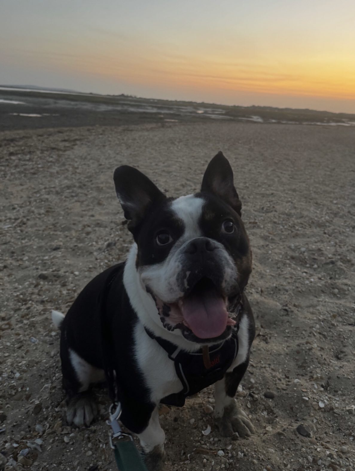 What a smile! Meet Frankie!
Dog Owner’s Name:
Michaela
Dog(s) name:
Frankie
Rescue Centre / Form of Rescue:
@pets4homes_official
Dog’s age when rescued:
6 months
What your rescue dog(s) was like with to begin with:
Frankie was really scared especially of men and extremely reactive as he was locked in his cage his whole life. Frankie was also very ill as he has a cancerous lump on his ear and problems with some of his organs.
What your rescue dog(s) is like now:
Frankie is two today and is much better now and cancer free! He is still reactive, which is why we love the private fields so much, but he is a fantastic dog who has so much love and kisses to give.
Any general tips you’d give to anyone thinking about rescuing a dog:
If you have the time and space to rescue a dog it’s hard work but the love you receive is worth it 10 times over! I couldn’t imagine my life without my boy!