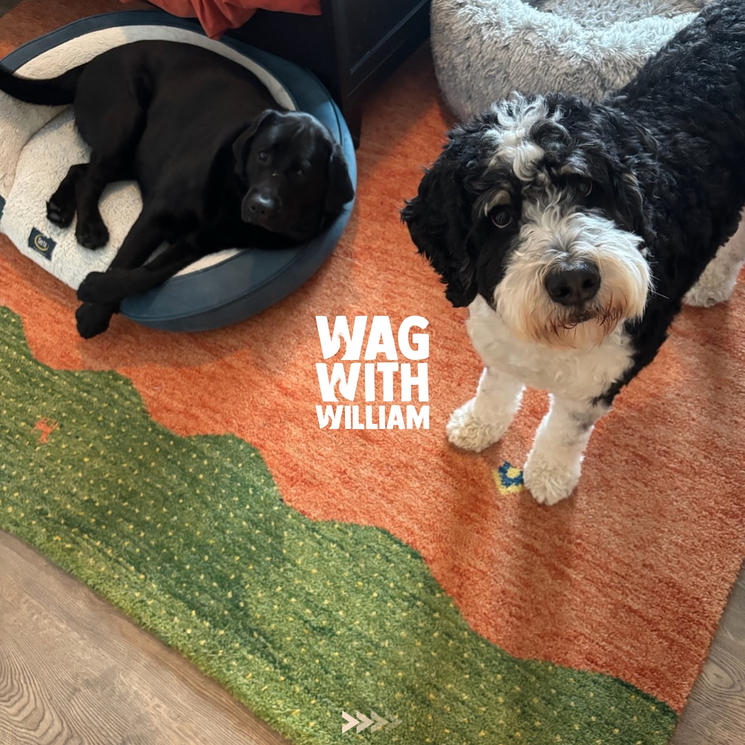 Friendship isnโt just cute โ itโs vital for your pupโs emotional and physical health. #WagWithWilliam #FearFreeTraining #PositiveReinforcement