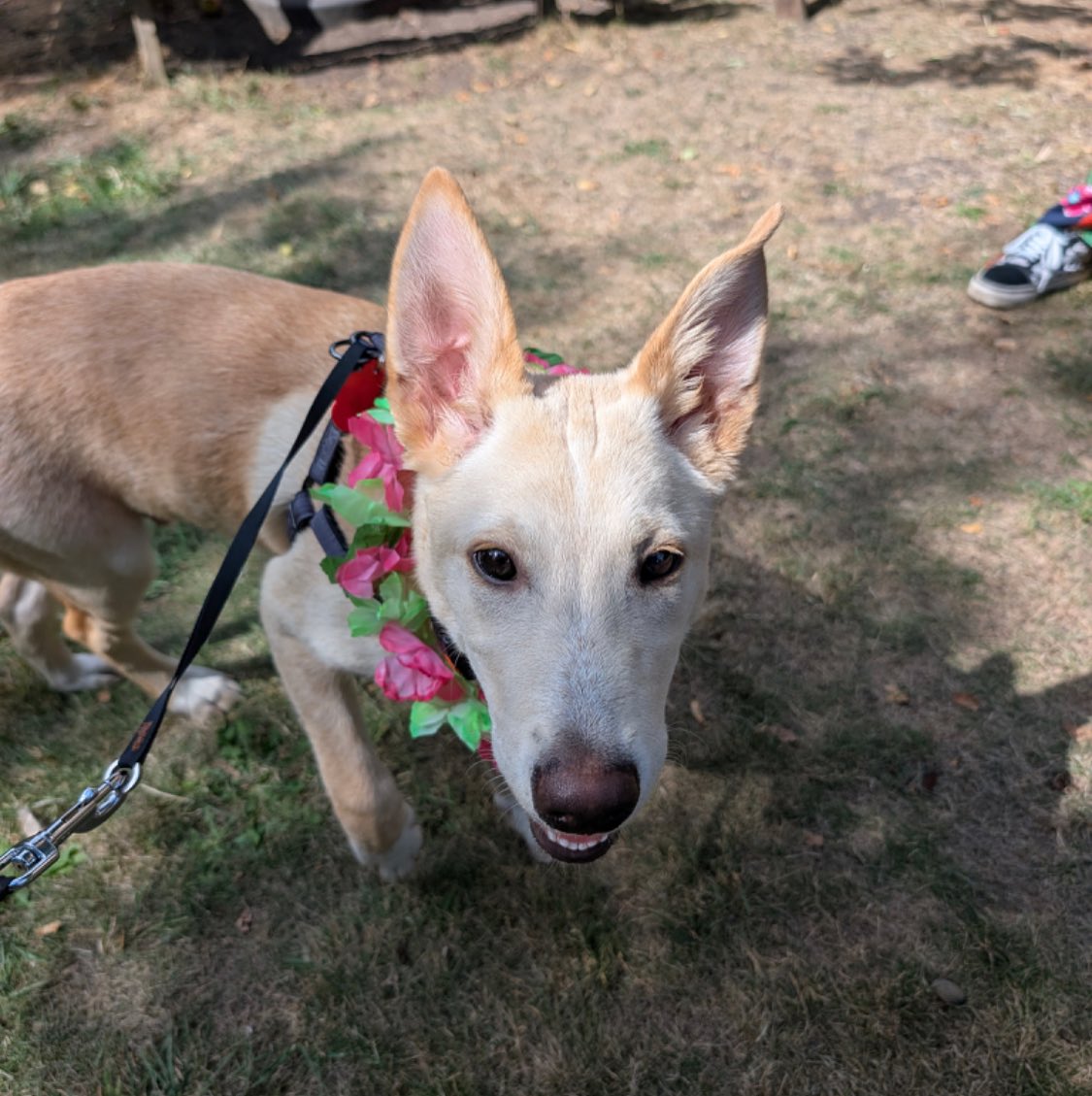 What a name! Meet Ernie!
Dog Owner’s Name:
Chris Clements
Dog(s) name:
Ernie
Rescue Centre / Form of Rescue:
@dogstrust_darlington
Dog’s age when rescued:
4 months
What your rescue dog(s) was like with to begin with:
Bouncy and full of life and puppy energy.
What your rescue dog(s) is like now:
Exactly the same, but loves to nap.
Any general tips you’d give to anyone thinking about rescuing a dog:
Consider how much of your current life will change, stop or be restricted because of a dog