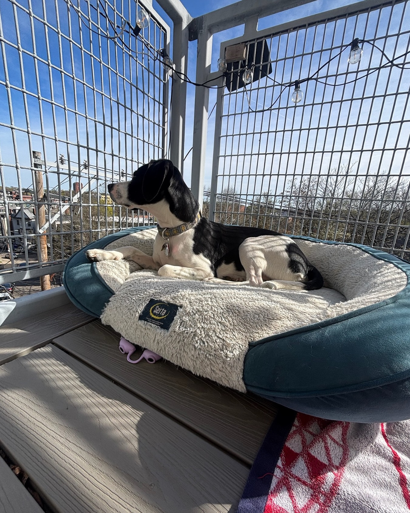 Just like us, dogs need a safe place to unwind. A designated chill spot helps reduce stress and builds trust at home. ๐ #WagWithWilliam #FearFreeTraining #PositiveReinforcement