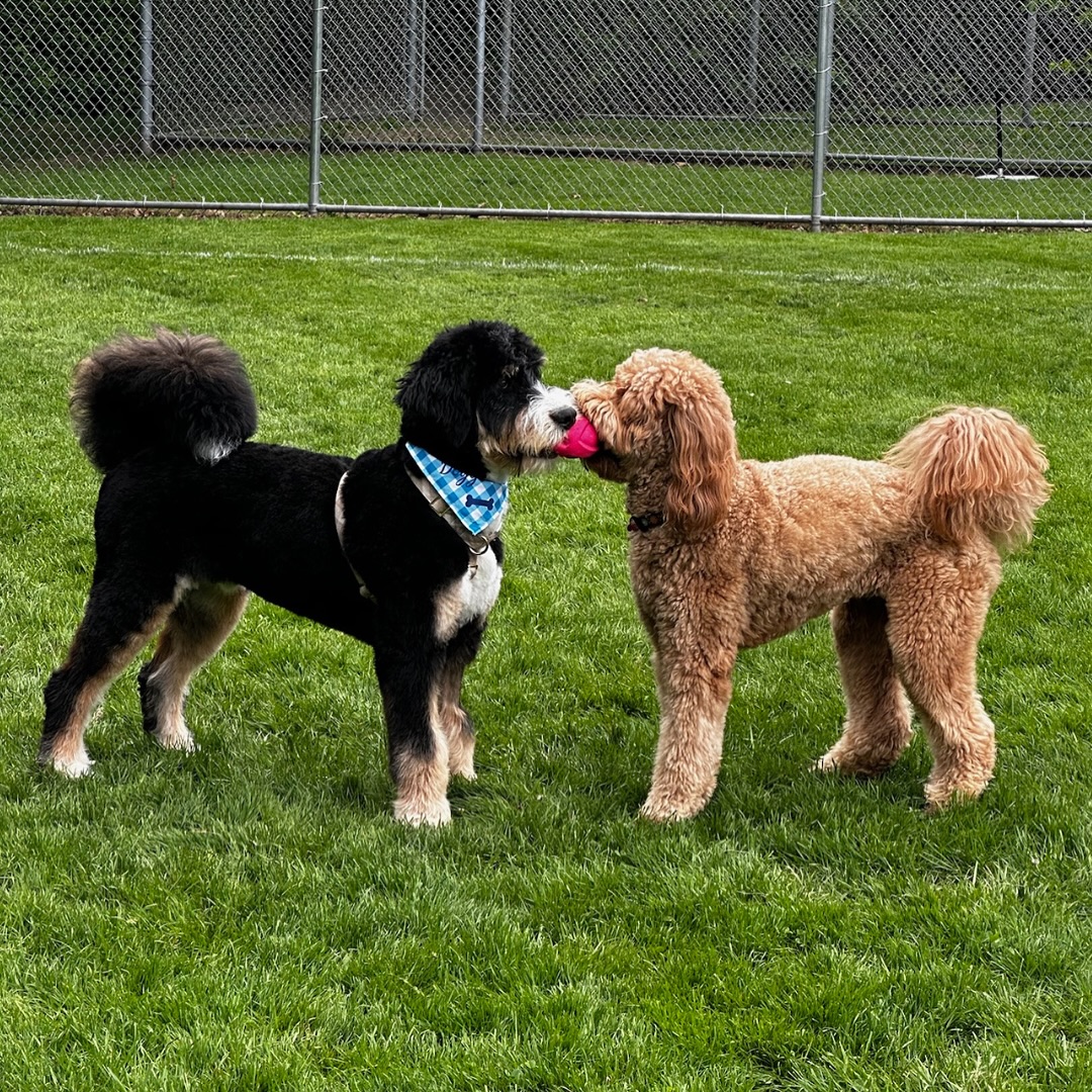 October is here, Letโs make it a month full of wags, treats, and positive vibes!๐ถ๐๐พ #WagWithWilliam #FearFreeTraining #PositiveReinforcement