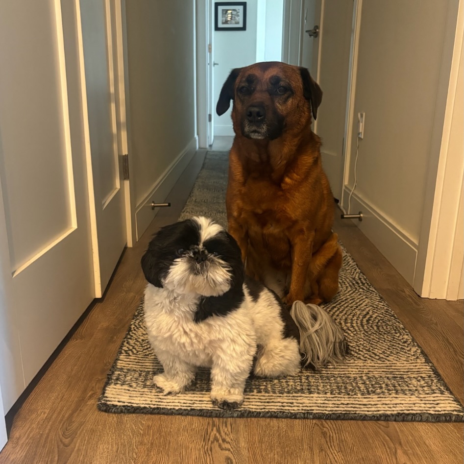 Best friends come in all shapes and sizes. ๐ถ๐๐พ #WagWithWilliam #FearFreeTraining #PositiveReinforcement