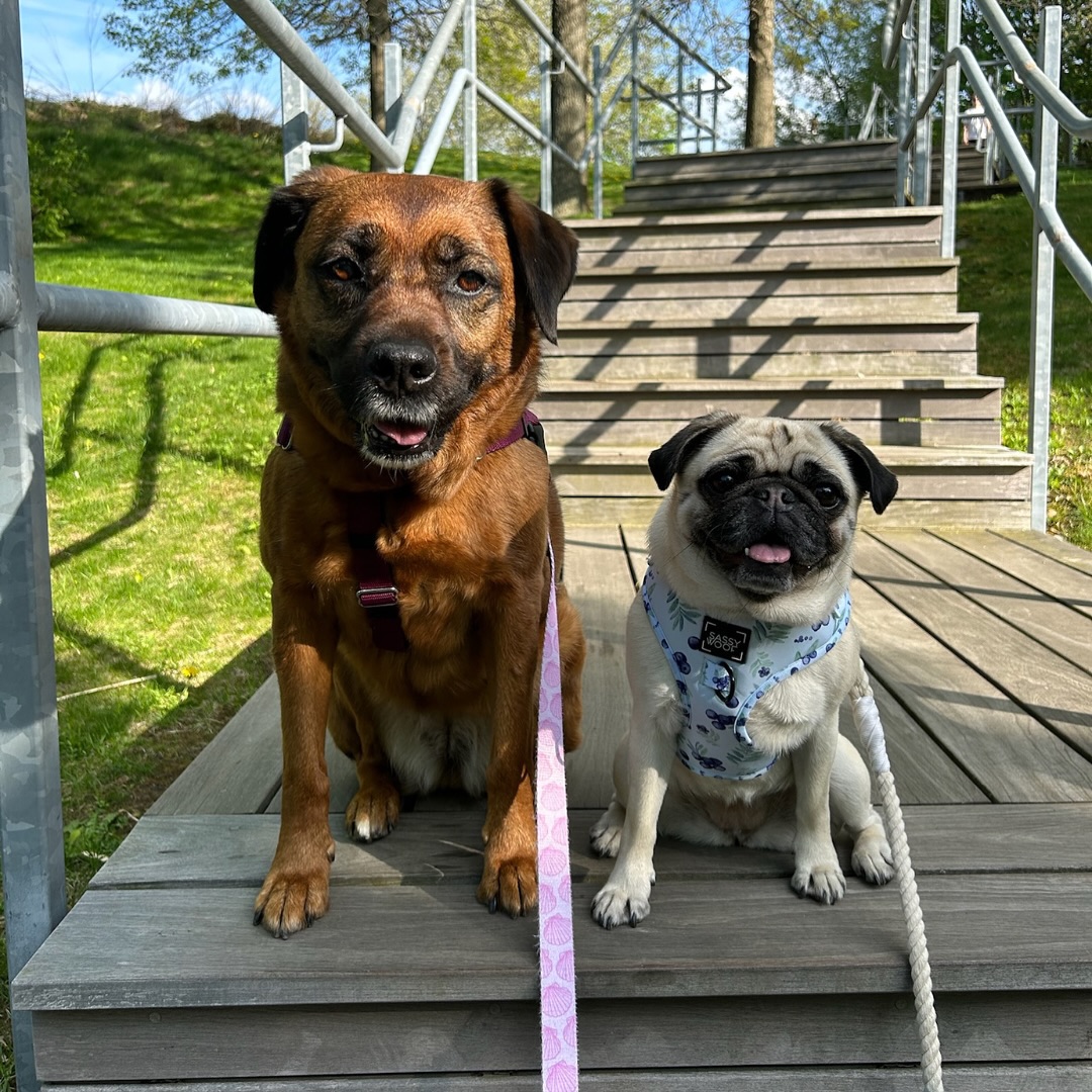 Daily walks arenโt just exerciseโtheyโre bonding time. Every step builds trust. ๐ธ @erinyman #WagWithWilliam #FearFreeTraining #PositiveReinforcement #DogWellness #BondWithYourDog #WaggingTails