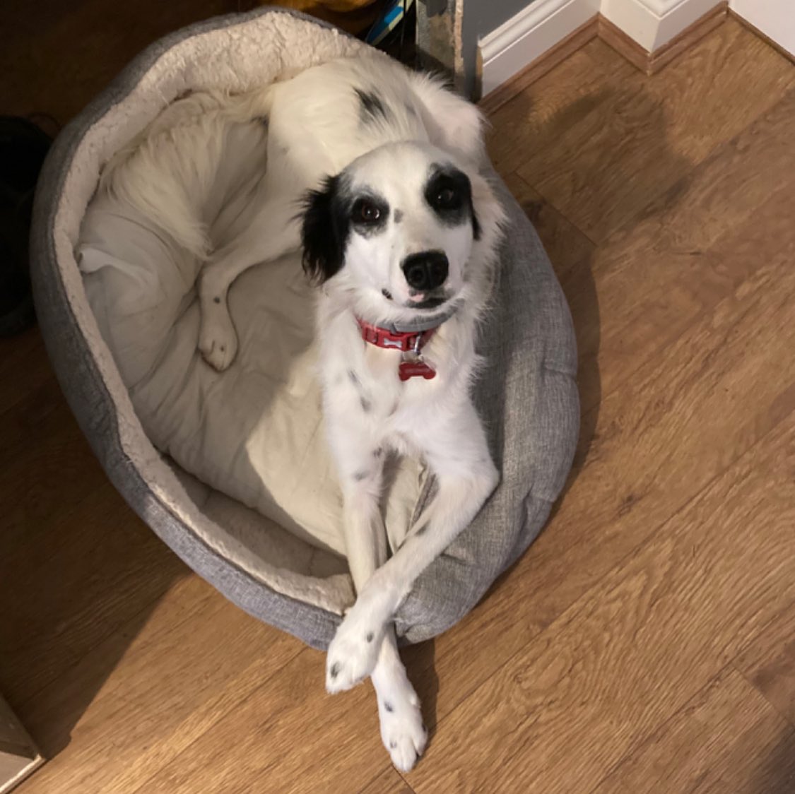 Meet Harley! What a gorgeous coat he has!
Dog Owner’s Name:
Emily Applegate
Dog(s) name:
Harley
Rescue Centre / Form of Rescue:
Hands 4 Paws
Dog’s age when rescued:
1
What your rescue dog(s) was like with to begin with:
Timid, shy.
What your rescue dog(s) is like now:
A lovable maniac.
Any general tips you’d give to anyone thinking about rescuing a dog:
Be patient and fully research how it will change your life. We wouldn’t be without her but it hadn’t been easy.