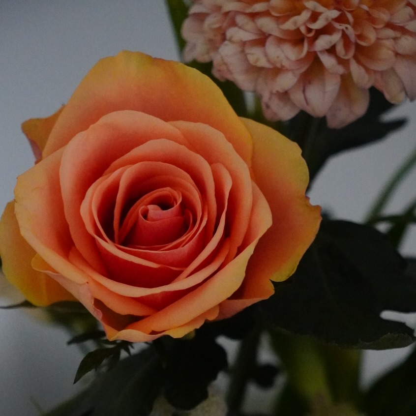 En ineens was de zomer weg… De bladeren vallen, de inspiratie stijgt. Tijd voor warme tinten en nieuwe creaties: cinnamon, nude rose, caramel brown en kastanjetinten. 🍂
De agenda is open voor nieuwe klanten voor natuurlijke wenkbrauwen en lippen (PMU). Wil je weten welke techniek of kleur het beste bij jou past? Boek je gratis intake via de website of stuur me een DM. 🤎