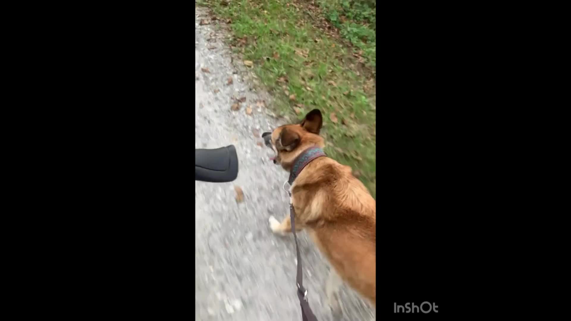 Grundsätzlich ein langweiliges Video. Aber was zu Fuss funktioniert, tut es auch beim Biken. Und ja, er darf auch mal frei laufen, wie man gegen Ende sieht..
#ajhundetraining #care4animals #hundetraining #hundetrainingmitherz #hundeleben #hundeorientierung