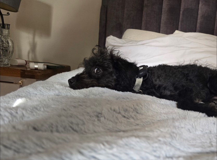 Such a cutey! Meet Paddy!
Dog Owner’s Name:
Donna
Dog(s) name:
Paddy
Rescue Centre / Form of Rescue:
Stockenchurch
Dog’s age when rescued:
3 months
What your rescue dog(s) was like with to begin with:
Paddy was a puppy, but hadn’t spent any time indoors, we slowly introduced washing machines, hoovers etc.
More so we don’t know Paddys breed, his mother was a jack russell, but he looks nothing like a jack russell.
What your rescue dog(s) is like now:
We assume Paddy is a Patterdale, we’ve had to adjust his training and centre what excits him. It’s been a journey learning his breed.
Any general tips you’d give to anyone thinking about rescuing a dog:
Be prepared for anything