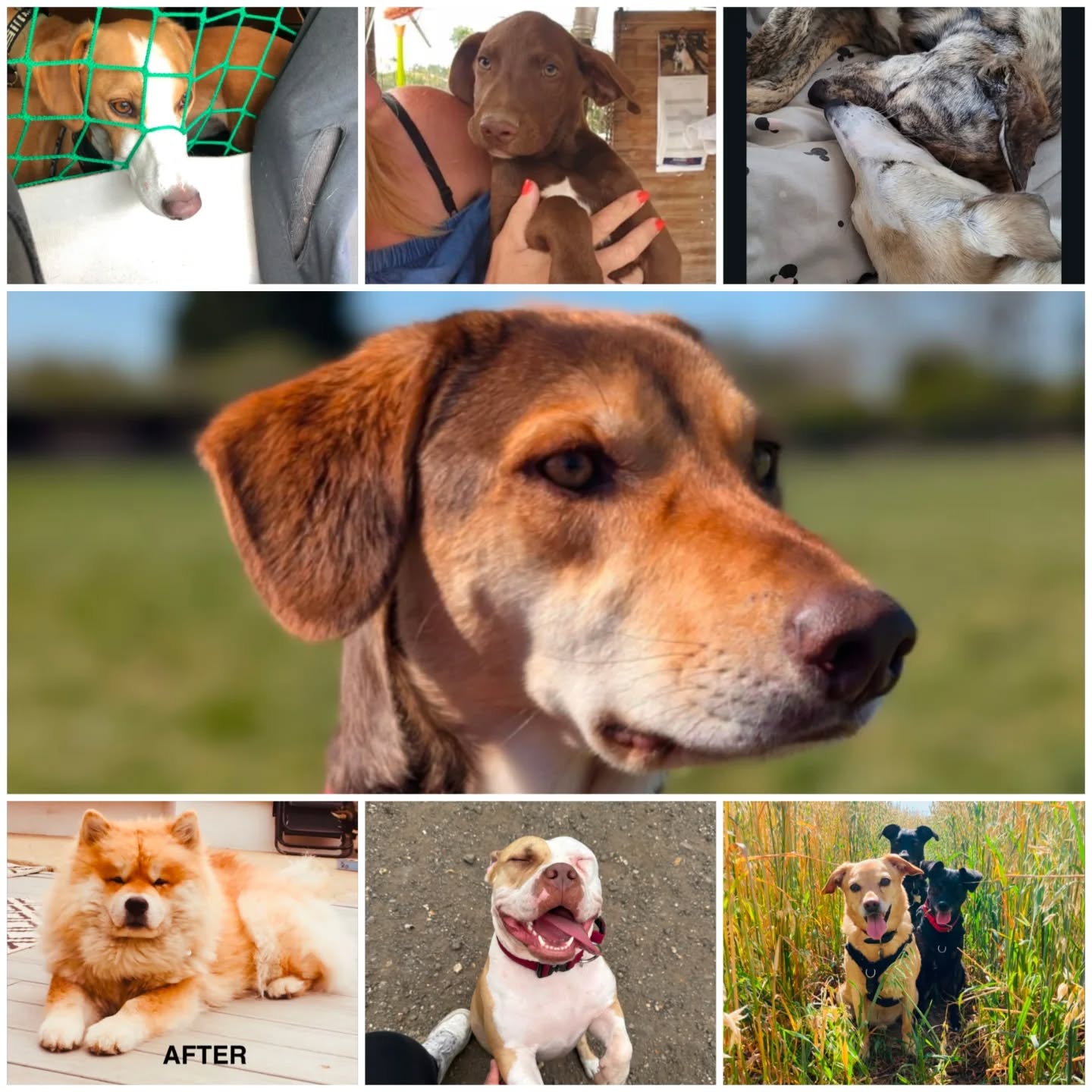 A HUGE THANK YOU! 🐕🦺🥰🐕
We wanted to take the time to thank all of our Paddock and Parkour users that took the time to share their lovely stories and accounts of rescuing their gorgeous dogs! If you've missed any of it, be sure to check out our previous posts where over 20 people shared their heartwarming stories.
The aim of this initiative was mainly to highlight the reality of rescuing dogs and to hopefully dispel some common myths.
They're not all lunatics. They're not all lost causes. They're not all uncontrollable and damaged beyond repair.
And lest we forget all of the hard work that many rescue centres put in to train these dogs before they reach their new homes.
So once again, thank you to everyone that has been involved. We've absolutely loved hearing about the various stories.
And to the owners of these wonderful rescue dogs, it is truly terrific and you should be proud of what you've done for a dog or dogs in need.
Have a wonderful weekend everyone!
Much love,
DD team