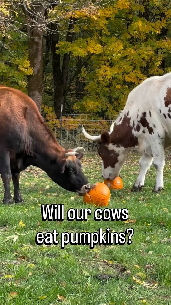 Next in the series: cows vs. pumpkins 🎃🐄
Who should be next in the pumpkin taste-test lineup?