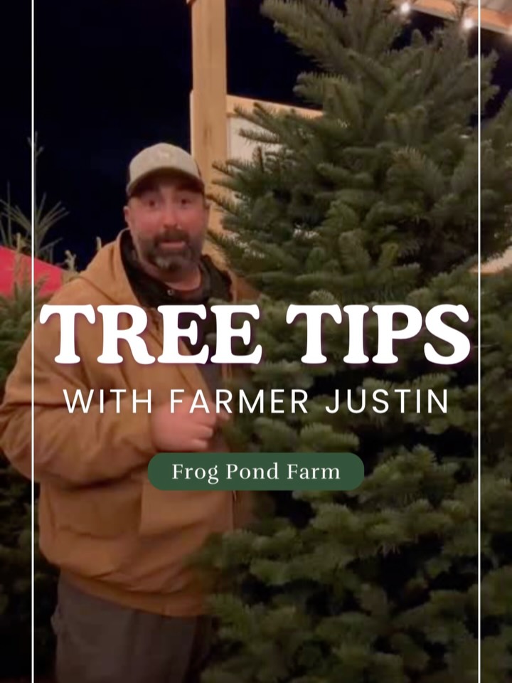 If you’ve ever wondered how to make your tree last, start here!
From choosing “the one” to keeping it fresh and happy, Farmer Justin is sharing his best tips! 🌲
⏰ Open 9–5 Fridays, Saturdays & Sundays
📍 2983 SW Advance Rd, Wilsonville, OR
🎅 No entry fee | Pets welcome | Holiday Market