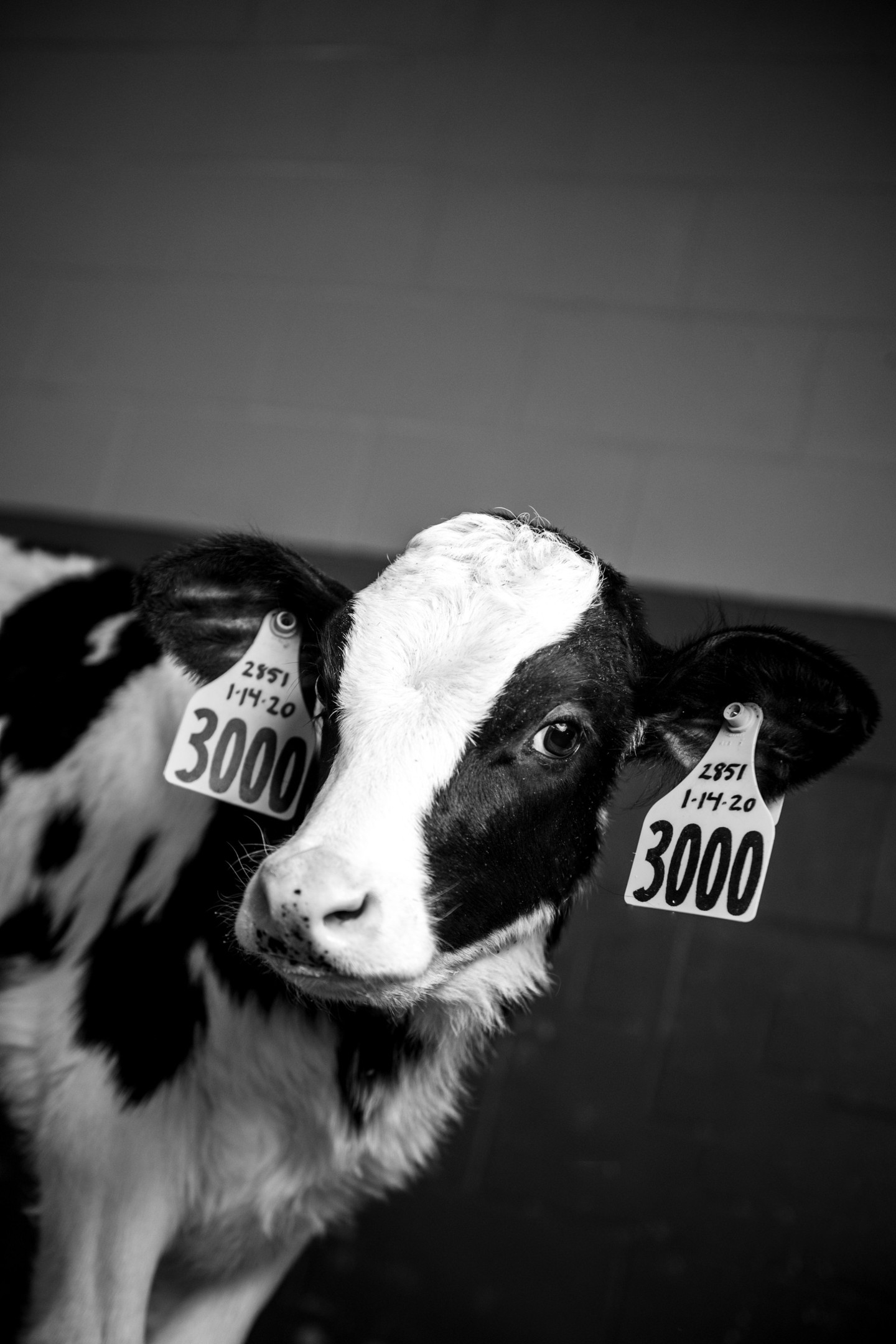 Taking a moment to celebrate our dairy cows on #WorldMilkDay with a photo from the U of I Dairy Center. 🐄💛
The boss says if this post gets 1,200 likes we get ice cream.
Here's some knowledge to drop with the friend group:
🐮 We milk about 100 lactating cows at the dairy
🍨Milk is shipped to WSU Creamery, Brush Creek Creamery, and Darigold used for cheese, ice cream, whey protein and fluid milk
🐄Student employees and AVFS students gain hands-on experience in cattle breeding, feeding and nutrition, handling, vaccinations and calving.
🔬Research at the center focuses on lactation physiology, reproduction and nutrition.
🤠The herd is used in animal evaluation classes, judging clinics and FFA and 4-H livestock contests.
Did we get that right @uicals and @ui_dairyclub?