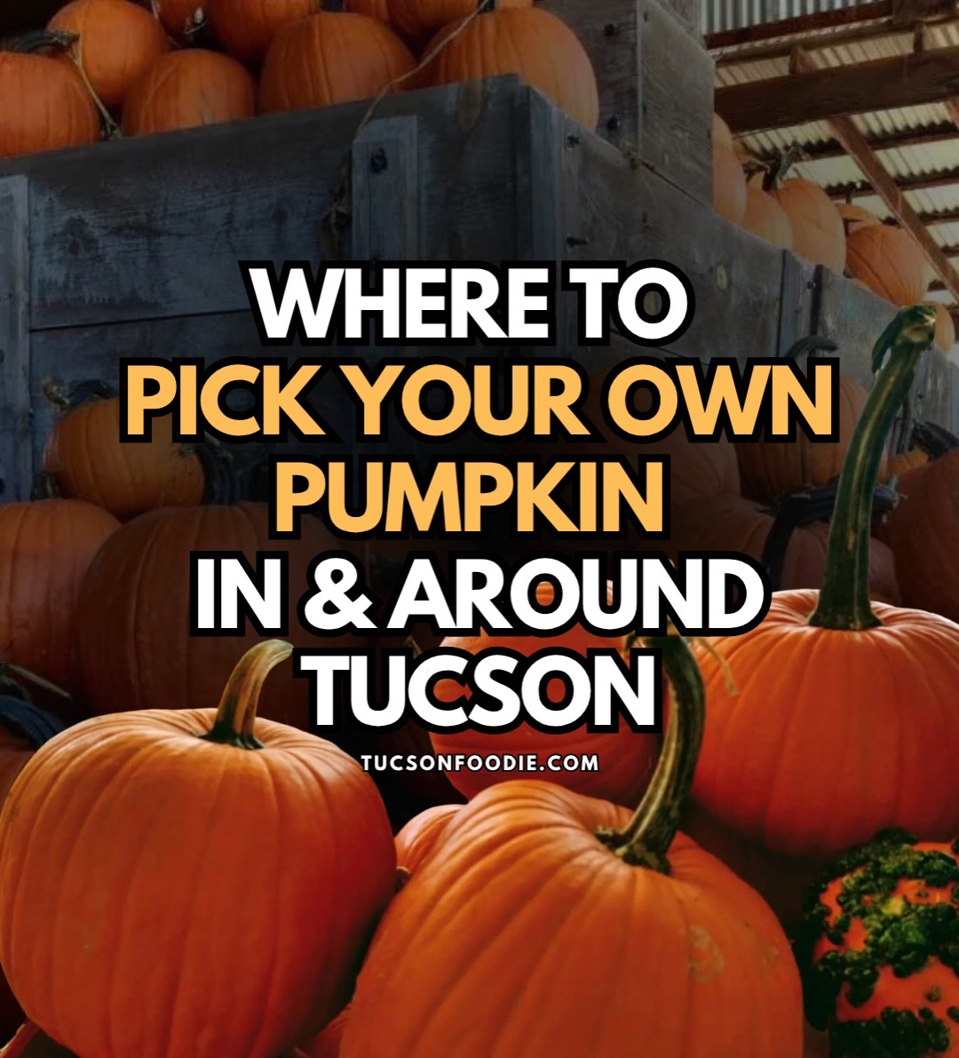From carving jack-o’-lanterns to baking pumpkin pies, a trip to a local pumpkin patch is a fun way to celebrate the season and support local farms. Here are a few spots around Tucson where you can pick your own pumpkins.🎃
• @apple_annies
• @arizonapumpkinpatch
• @brianandkellyspumpkinsandtrees
• @maranapumpkinpatch
Tucsonfoodie.com